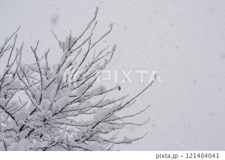 雪が積もった冬枯れの木 雪が積もった冬枯れの木 121484041