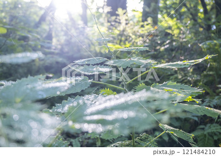 森の清流に光芒が差し込む風景 大山木谷沢渓流 森の清流に光芒が差し込む風景 大山木谷沢渓流 121484210