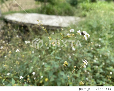 Small white flowers in the side of the street. 121484343