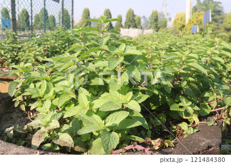 spearmint leaf spice plant on pot 121484380