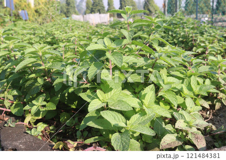 spearmint leaf spice plant on pot 121484381