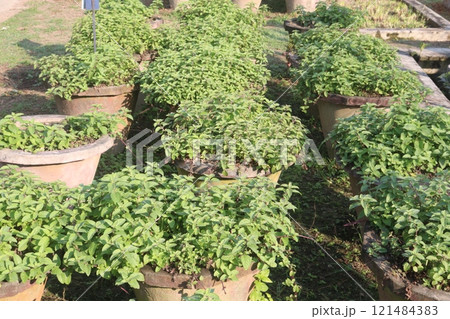 spearmint leaf spice plant on pot spearmint leaf spice plant on pot 121484383