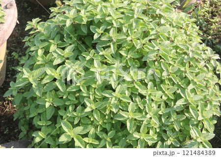 spearmint leaf spice plant on pot spearmint leaf spice plant on pot 121484389