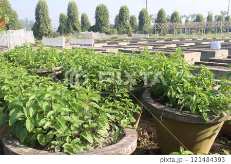 spearmint leaf spice plant on pot spearmint leaf spice plant on pot 121484393