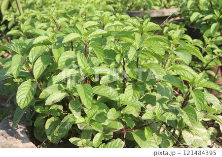 spearmint leaf spice plant on pot spearmint leaf spice plant on pot 121484395