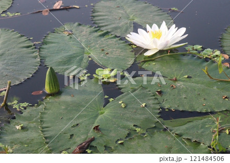 white colored lotus flower on pond 121484506