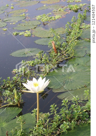 white colored lotus flower on pond white colored lotus flower on pond 121484507