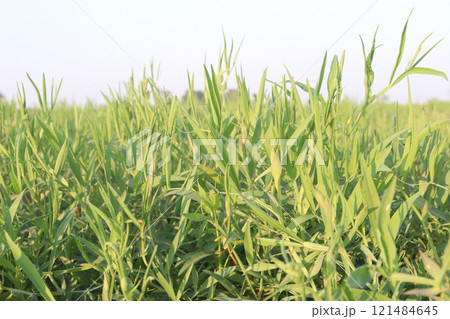 Lathyrus sativus farm for harvest 121484645