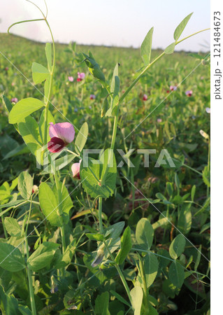 Field pea plant on farm for harvest are cash crops 121484673