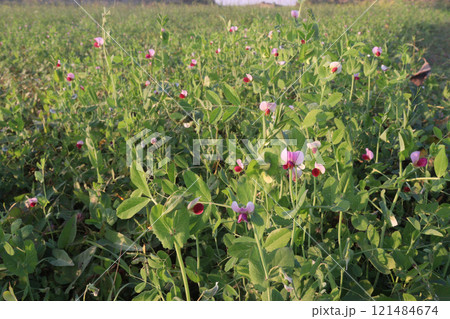 Field pea plant on farm for harvest are cash crops 121484674