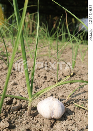 green garlic farm for harvest green garlic farm for harvest 121484682
