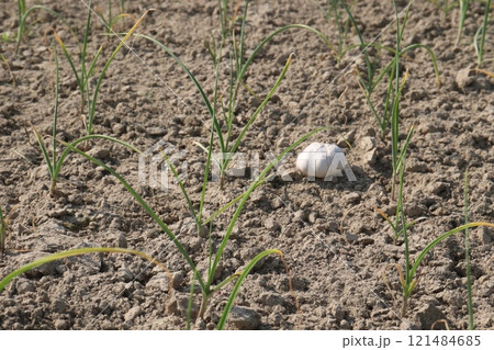 Field pea plant on farm for harvest are cash crops 121484685
