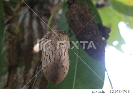 Dioscorea bulbifera plant on farm 121484768