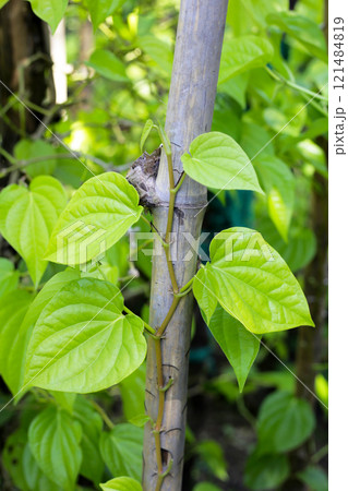 Growing betel plant in the garden 121484819