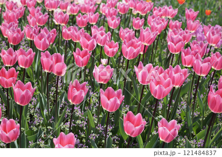 Beautiful tulip flower garden. The Expo 70 Commemorative Park, Osaka, Japan Beautiful tulip flower garden. The Expo 70 Commemorative Park, Osaka, Japan 121484837