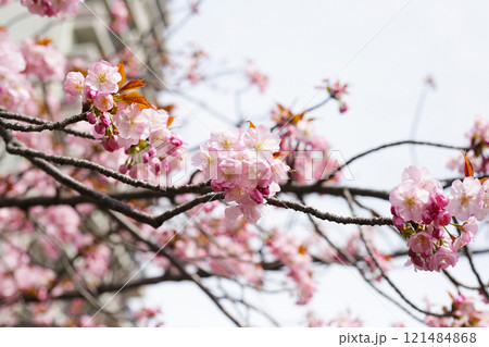 Branches of sakura flowers, cherry blossom 121484868