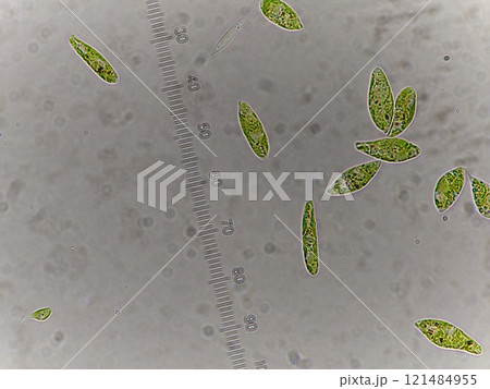 遊走運動をしているユーグレナの観察 121484955