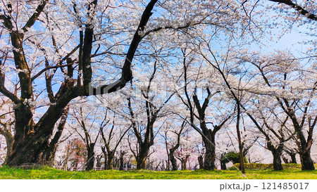 村松公園の桜 121485017