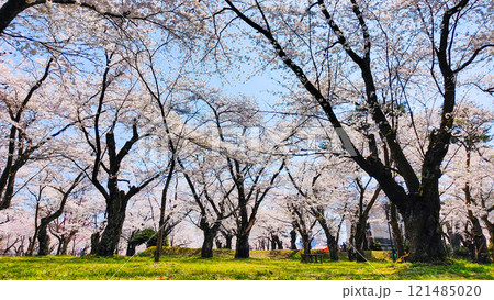 村松公園の桜 121485020