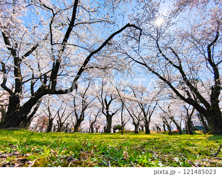村松公園の桜 村松公園の桜 121485023