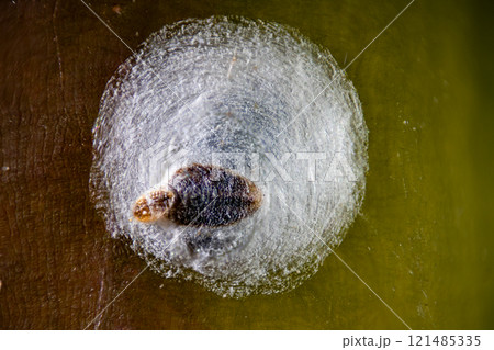 バラの枝に寄生しているバラシロカイガラムシ バラの枝に寄生しているバラシロカイガラムシ 121485335