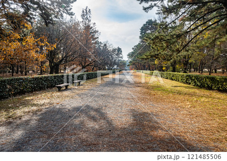 冬の京都御苑　落ち葉散る散歩道 121485506
