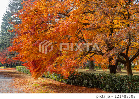 京都御苑の色鮮やかな紅葉 121485508