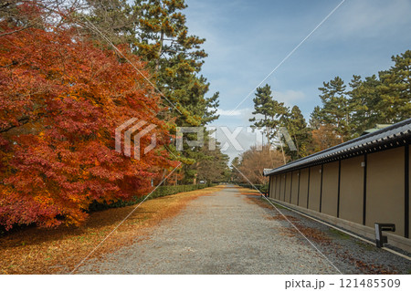 京都御苑の色鮮やかな紅葉 121485509