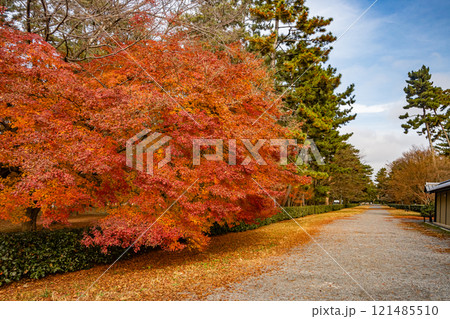 京都御苑の色鮮やかな紅葉 121485510
