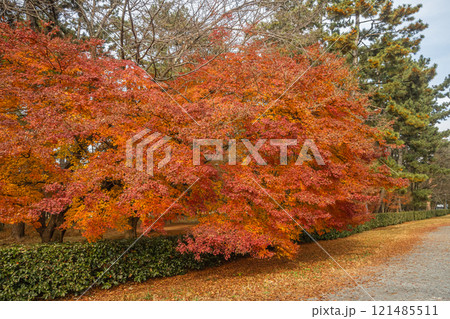 京都御苑の色鮮やかな紅葉 121485511