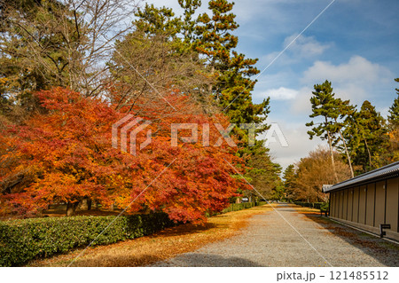 京都御苑の色鮮やかな紅葉 121485512
