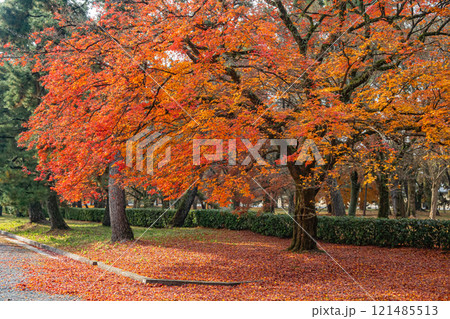 京都御苑の色鮮やかな紅葉 121485513