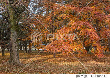 京都御苑の色鮮やかな紅葉 121485518