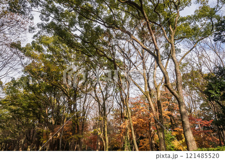下鴨神社糺の森冬景色　京都市 121485520