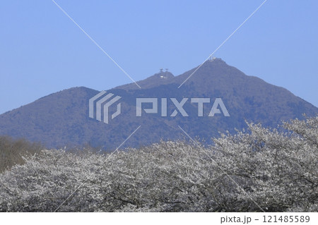 春の快晴の青空の、茨城県筑西市の母子島（はこじま）遊水池の満開の桜並木と筑波山 121485589