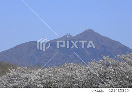 春の快晴の青空の、茨城県筑西市の母子島(はこじま)遊水池の満開の桜並木と筑波山 春の快晴の青空の、茨城県筑西市の母子島(はこじま)遊水池の満開の桜並木と筑波山 121485590