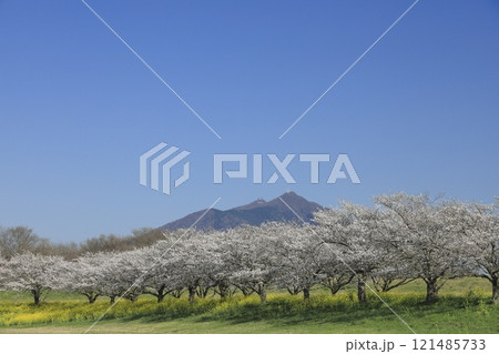 春の快晴の青空の、茨城県筑西市の母子島（はこじま）遊水池の満開の桜並木と、菜の花と筑波山 121485733