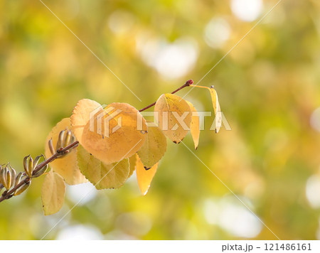 紅葉したカツラの葉 121486161