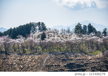 東京都　高尾山　一丁平の千本桜　日影沢林道から  121486279