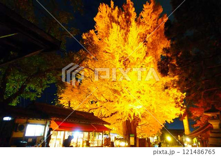 熊野大社 大銀杏 紅葉 黄葉 ライトアップ 南陽市 熊野大社 大銀杏 紅葉 黄葉 ライトアップ 南陽市 121486765