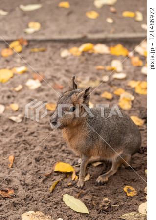 The rodent sits on the ground. Animal life 121486972