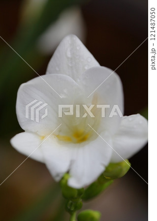 フリージアの白い花と雨雫 121487050