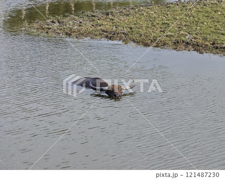 Water Buffalo Cooling Off in a Pond Water Buffalo Cooling Off in a Pond 121487230