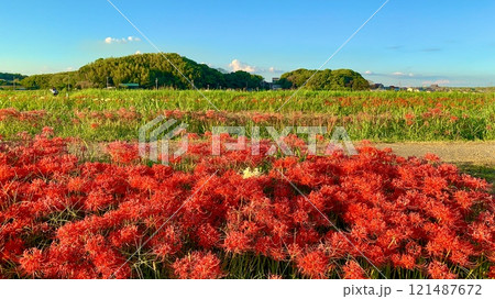 秋晴れの青空の下、満開の彼岸花越しに権現山を臨む〈矢勝川堤/愛知県半田市〉 121487672
