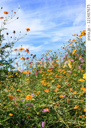 コスモス畑と秋空 121487675