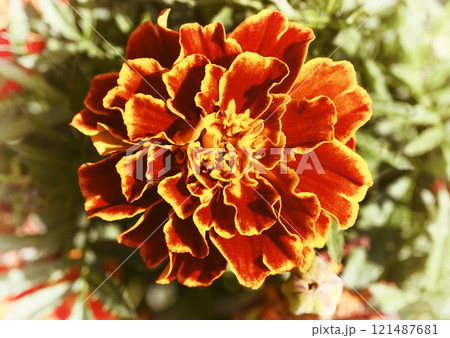 Red flower bud 121487681