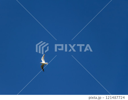 Gulls in the sky Gulls in the sky 121487724