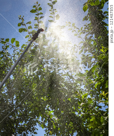 Sprinkling of trees 121487855