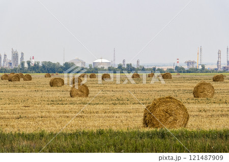 Twisted straw in the field 121487909