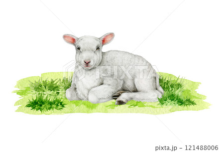 Small cute lamb on grassy ground vintage style illustration. Hand drawn baby sheep realistic illustration. Perfect for farm themed designs, baby products, Easter decor, countryside inspired projects 121488006